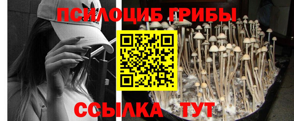 Галлюциногенные грибы Psilocybine cubensis Ковров